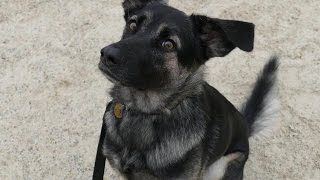 Mishka - Romanian Rescue Dog - 2 Week Residential Dog Training at Adolescent Dogs
