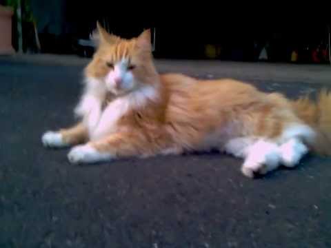 Cool Oscar, red norwegian forest cat