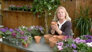 Picking a Pot for African Violets