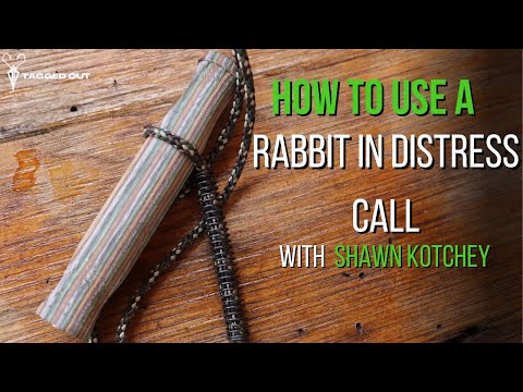 How to use a rabbit in distress call