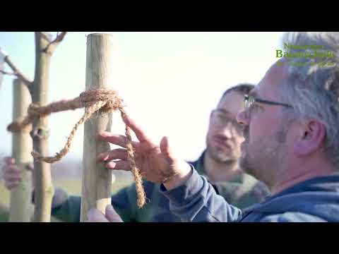 6. Setzen von Bäumen - Pflanzanleitung - Baumschule New Garden