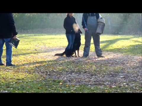 Ilias vom Beulskopf (schutzdienst)IPO3 Abt.C:100