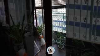 poodle meets pigeon on the veranda fence