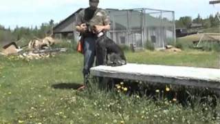 Adiestramiento del respeto al vuelo en el patio