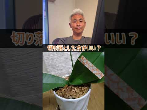 園芸 蘭サボテン、エピカクタス