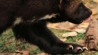 Wolverine Foundation