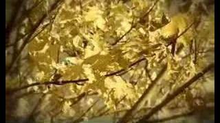 Sigur Rós - Dót (Svo Hljótt, Minn Heima Contest)