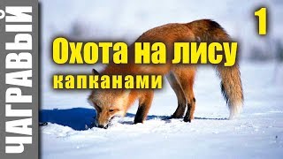 Как поймать лису в капкан на приманку зимой
