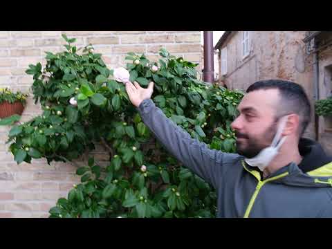 EXPLORING A B.I.T. - "Mamma, me so sperso in AMANDOLA!" 😂