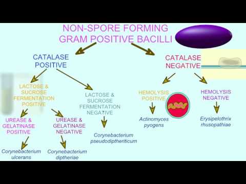 FLOWCHART OF BACTERIAL TESTS: GRAM POSITIVE BACILLI