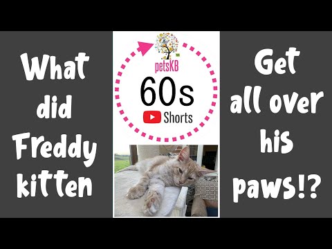 Why Do Kittens Shake Their Paws? #shorts