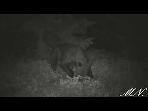 Młody znalazł w ziemi osy