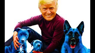 Why Trump Loves 'Blue Dog' Democrats