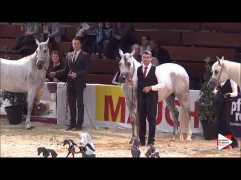1st Place N.59 WADAD ZAMANI - Wels 2015 - Int. Sr Mares Championship (Class 23)