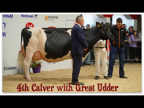 National Dairy  Show 2022.Confined Cow in Milk.1st - Very Stylish Cow- Coolroehouse Real Seal Sooty