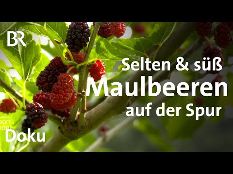 Maulbeeren aus Mittelfranken - mit Paul Enghofer | Zwischen Spessart und Karwendel | Doku | BR