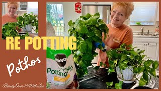 REPOTTING POTHOS PLANTS #houseplants #plantlove #lowlightindoorplants #