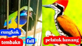 Download lagu cucak cungkok gacor tembakan pelatuk bawang rapat Full tembkan mp3