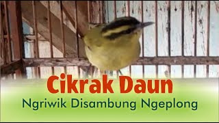 Download lagu Cikrak Daun Ngriwik Disambung Ngeplong mp3