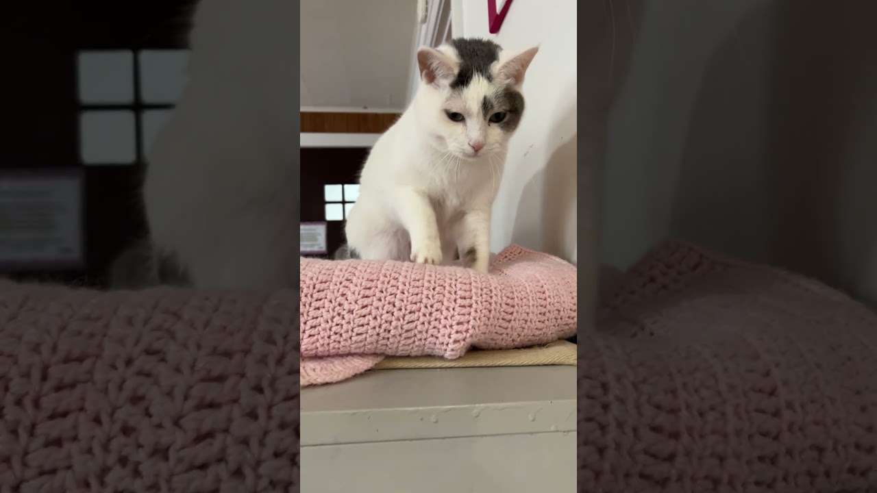 Cool Whip, a Adoptable Domestic Short Hair in Oak Forest, IL video 6/6