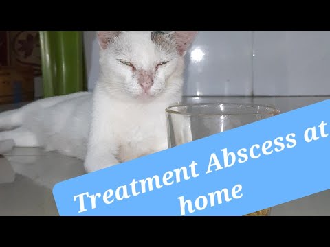 Treating Abscess at Home | Cat home treatment | Unlock Wings