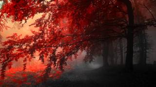 Kavin Hoo - Enchanted Forest