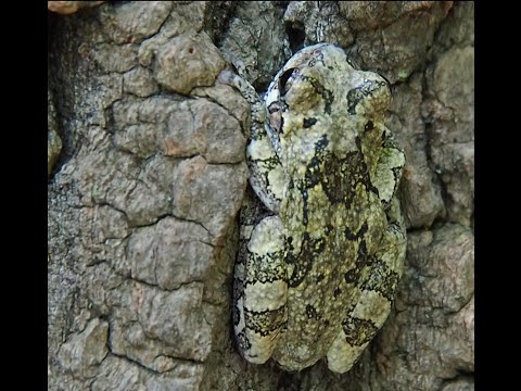 AnimaNature: La rainette versicolore (Hyla versicolor)