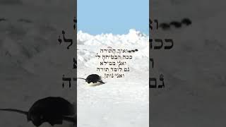 מָה שֶׁהָיָה הָיָה, וְאֵין תְּרוּפָה לַאֲשֶׁר נַעֲשָׂה (הרב שי עובד) - התמונה מוצגת ישירות מתוך אתר האינטרנט יוטיוב. זכויות היוצרים בתמונה שייכות ליוצרה. קישור קרדיט למקור התוכן נמצא בתוך דף הסרטון