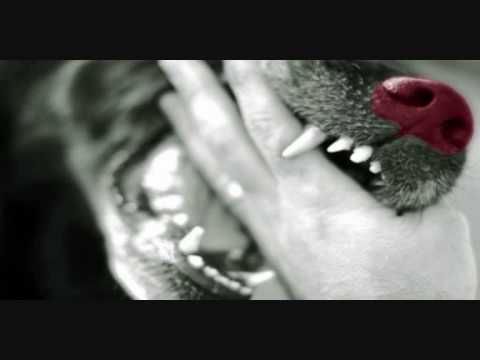 Chien Rouge