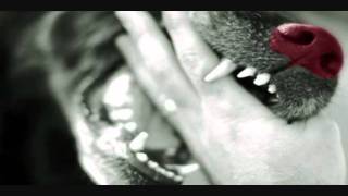 Chien rouge niagara.wmv