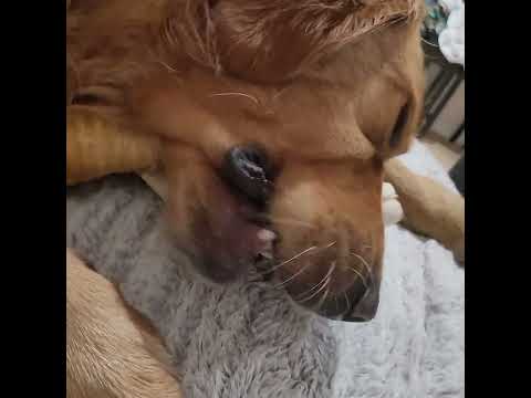 1. "Arish and Flavorful Journey