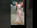 Ka Kk Kkk Kk Kj Kk