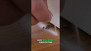 Baking Soda: 10 Genius Pest Control Hacks for Your Home! #bakingsodahack #pestsolutions
