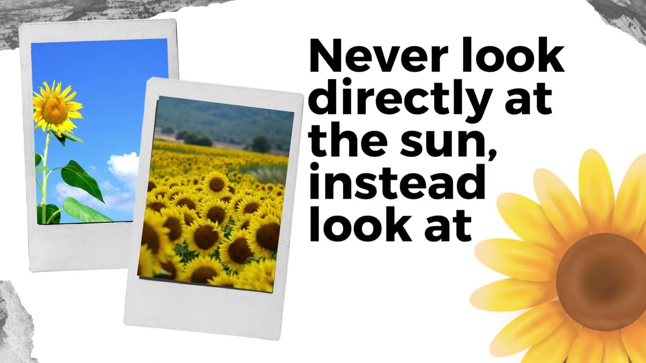 Inspirational Sunflower Quotes to Learn From🌻