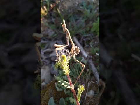 Modlivka pernatá (Empusa pennata) — terárium, kŕmenie a správanie