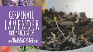 Grow Lavender from Seeds: NO Stratifying in Fridge! Grow Dollar Tree Seedlings in 8-9 Days