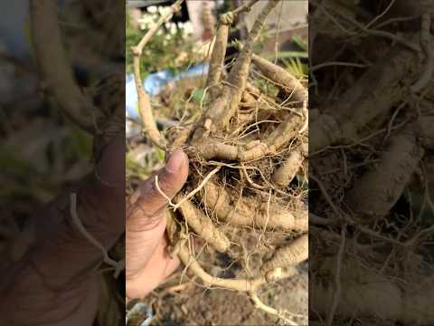Parwal plant root | Pointed Gourd ☘️ #garden #vegetables #kitchengarden #agriculture #shortsviral