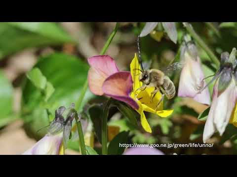 ニッポンヒゲナガハナバチの吸蜜