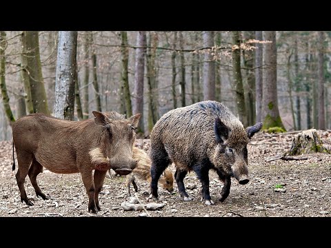 Warthog Vs Wild Boar Facts: Wild Pigs Differences | Wild Animal facts