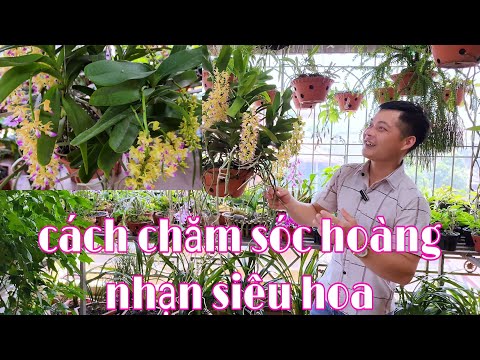 Hoàng nhạn tháng 4 ra hoa rực rỡ, cách làm tác phẩm hoàng nhạn tháng 4 | phong lan rừng pv