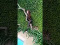 Model Hot Indonesia Alexa Yu