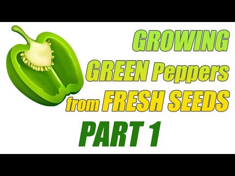 How To Germinate FRESH Green Peppers Seeds   1
