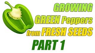 How To Germinate FRESH Green Peppers Seeds   1