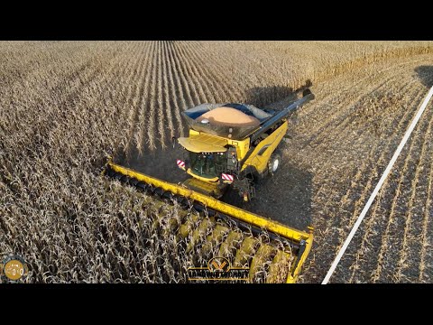 Alles Körnermais! Größter Mähdrescher der Welt beim Mais Dreschen XXL 16 Reihen & 20T L Korntank