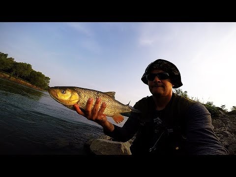 brutal chub and asp fishing action on Sava river 2018