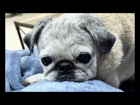 Pet search and rescue with AUTEL EVO MAX 4T thermal drone