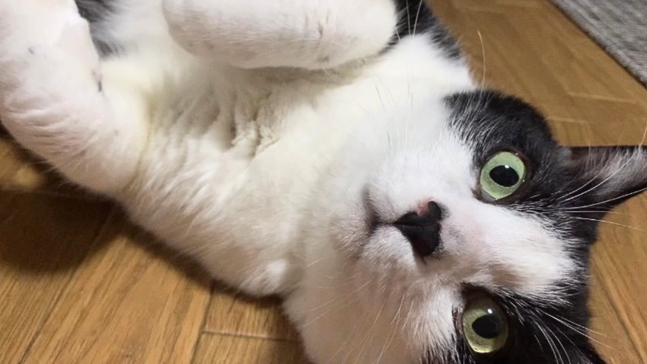 『うわぁぁん！』見つかって嬉しすぎた猫