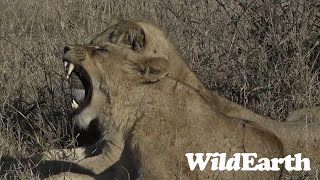 Download the video "Teleporting lions!"