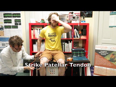 Reflex versus Reaction Time