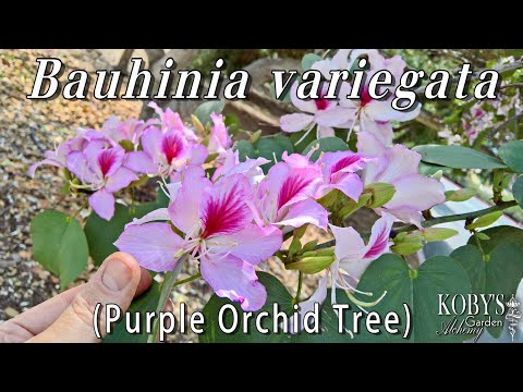 , title : 'Bauhinia variegata (Purple Orchid Tree). Thousands of Fragrant Blushing Stars.'